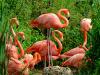 Flamingo Game