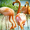 Flamingos in the lake puzzle