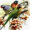 Flower and birds slide puzzle