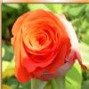 Flower Photo Puzzle