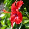 Flowers Jigsaw