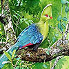 Fluffy bird slide puzzle