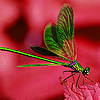 Fly on the red leaf puzzle Small Thumbnail