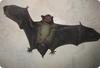 Flying Bat