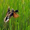 flying duck