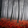 Fog in the forest