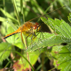 Forest Dragonfly