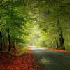 Forest edges find numbers
