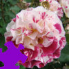 Fourth of July Rose Jigsaw