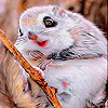 Funny mountain squirrel slide puzzle