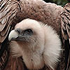 Giant vulture puzzle