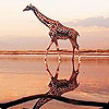 Giraffe in the beach puzzle