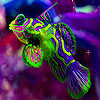 Glossy fish slide puzzle
