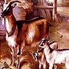 Goats in the barn puzzle