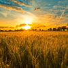 Golden field