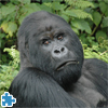 Gorilla Jigsaw Puzzle
