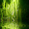 Grass