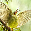 Green bird in the woods puzzle