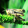 Green grasshopper slide puzzle