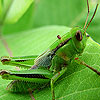 Green grasshopper slide puzzle