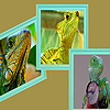 Green iguanas in zoo puzzle