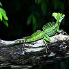 Green  lizard slide puzzle