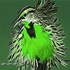 Green silly bird slide puzzle