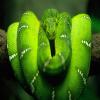 green snack