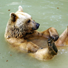 Grizzly Bear Slider Puzzle