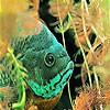 Ground fish slide puzzle