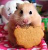 Hamster Food