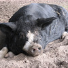 Happy Pigs Matching Game