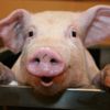 Happy Pigs
