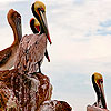 Herons on the seaside puzzle