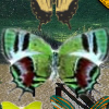 Hidden 120 Butterflies 2