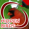Hidden Birds