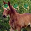 Hidden Rings: Horses