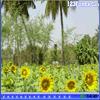 Hidden Stars Farm