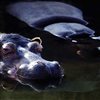 Hippo Sliding Puzzle