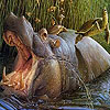 Hippopotamus and turtle puzzle
