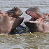 Hippos Slider Puzzle
