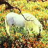 Horse in the flower garden puzzle