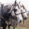 Horse Sliding Puzzle