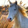 Horses Game