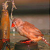 Hot and thirsty bird slide puzzle