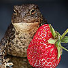 Hungry big frog puzzle