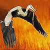 Hungry flying bird puzzle