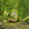 Hungry green frog slide puzzle