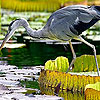 Hungry heron puzzle