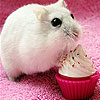 Hungry mouse slide puzzle